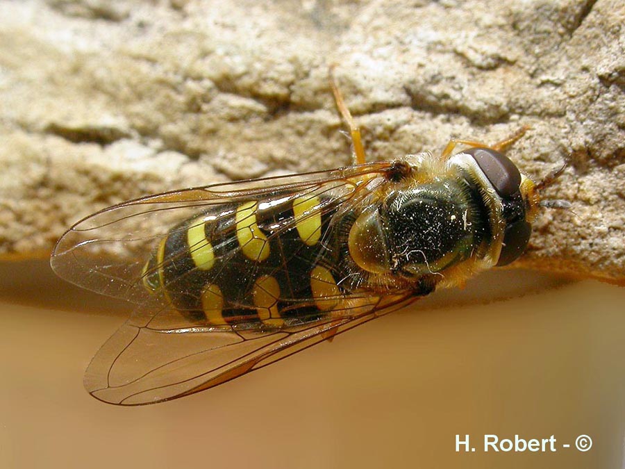 Syrphus sp.