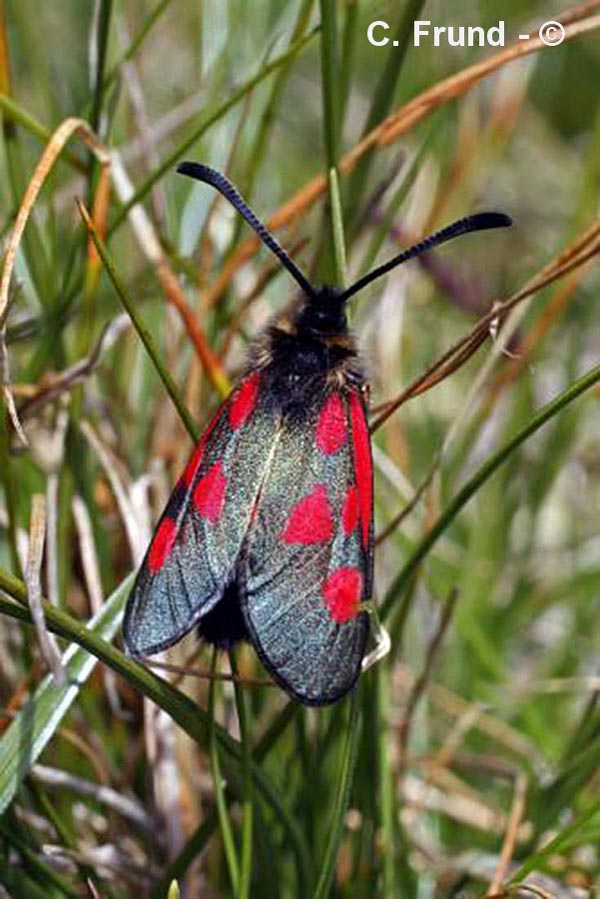 Zygaena exulans