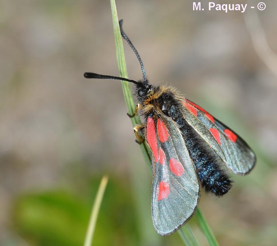 Zygaena exulans
