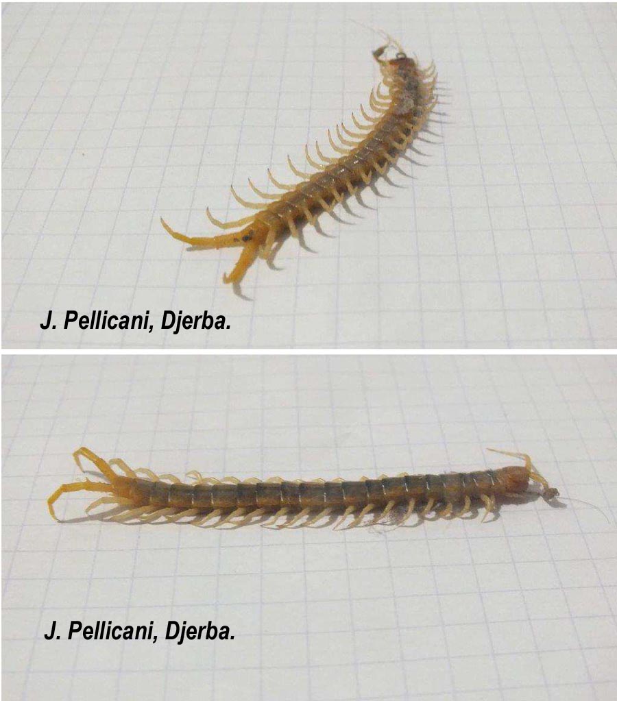 Scolopendra sp. (scolopendre)