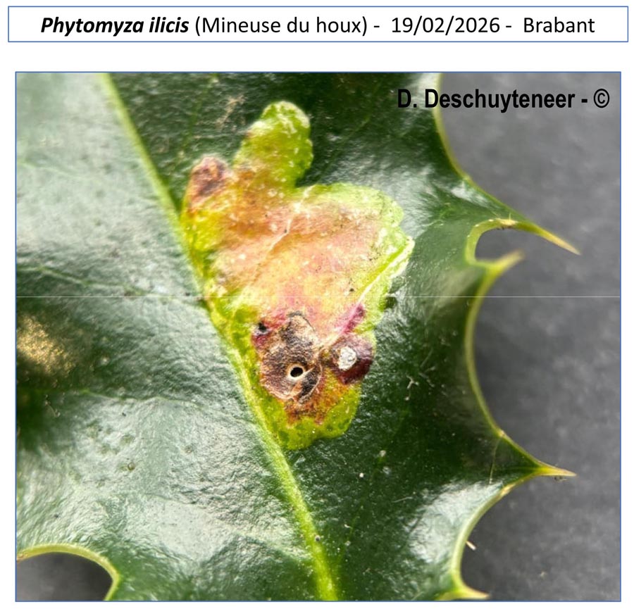 Phytomyza ilicis