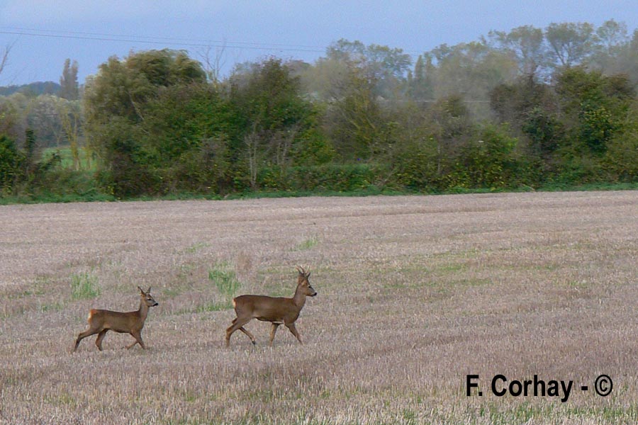  Capreolus capreolus (chevreuil d'Europe)
