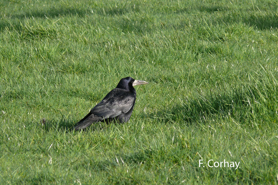 Corvus frugilegus (corbeau freux)