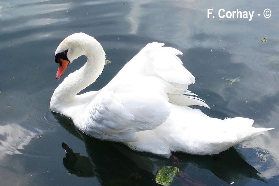 Cygnus olor (cygne tuberculé)