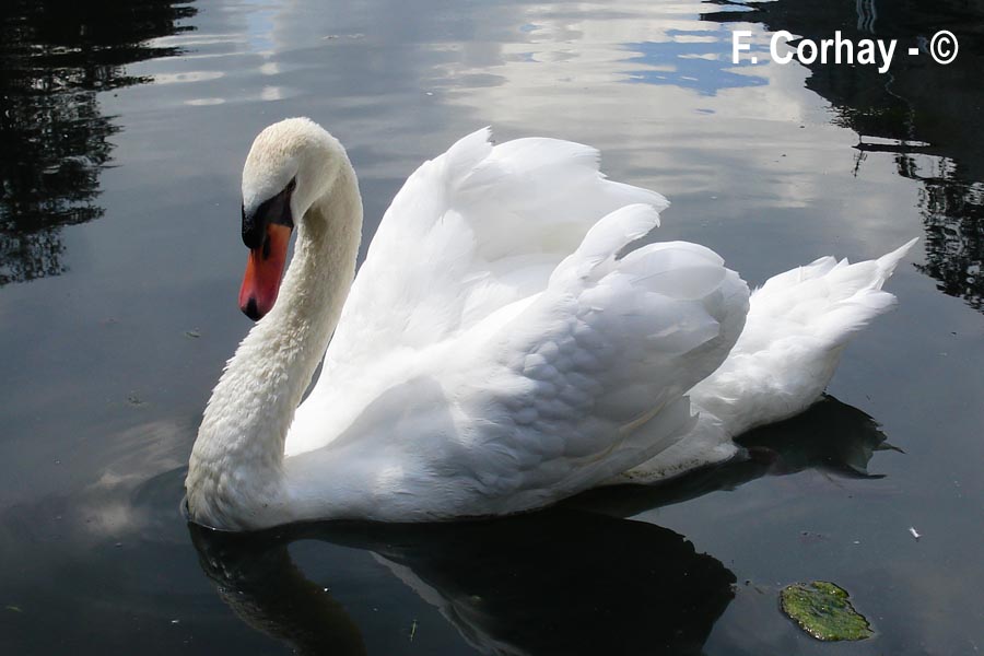 Cygnus olor (cygne tuberculé)
