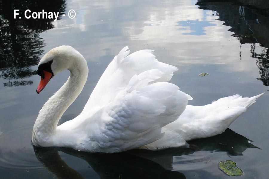 Cygnus olor (cygne tuberculé)