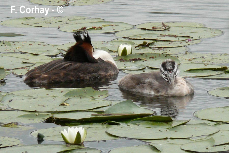 Podiceps cristatus (grèbe huppé)