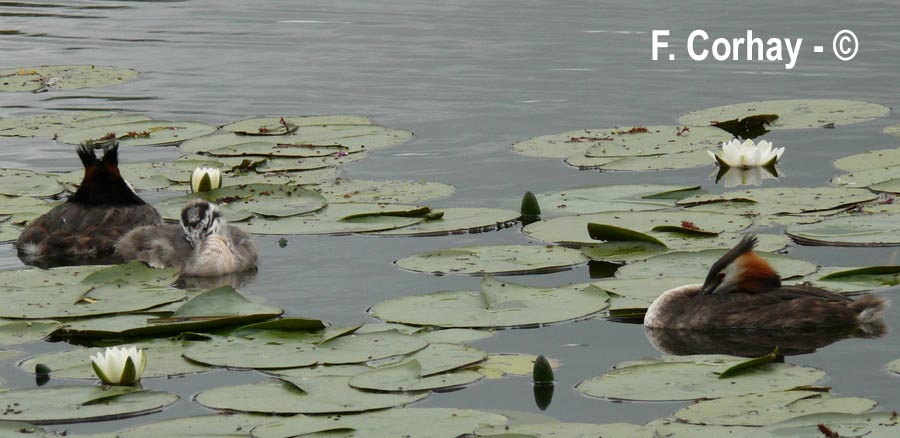 Podiceps cristatus (grèbe huppé)