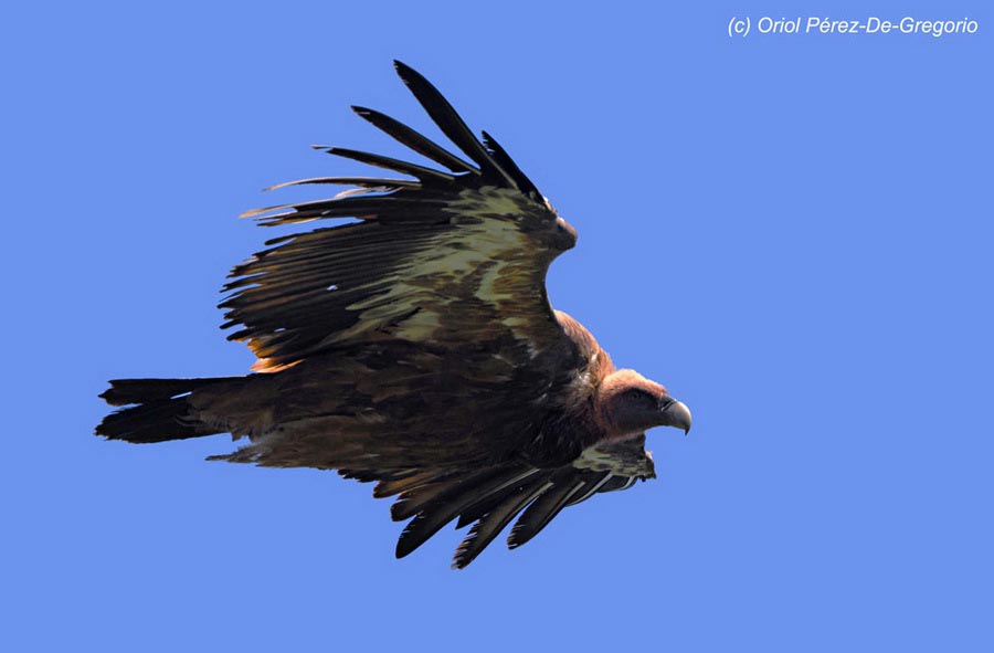 Gyps fulvus (vautour fauve)