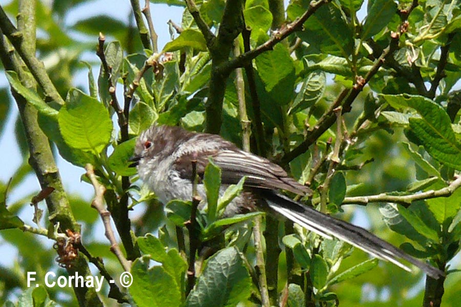 Aegithalos caudatus (mésange à longue queue)