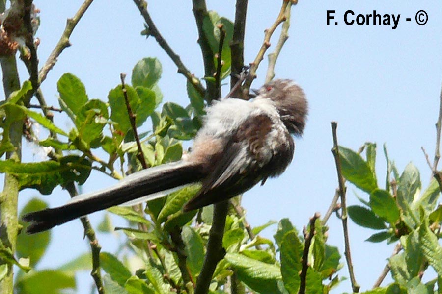 Aegithalos caudatus (mésange à longue queue)