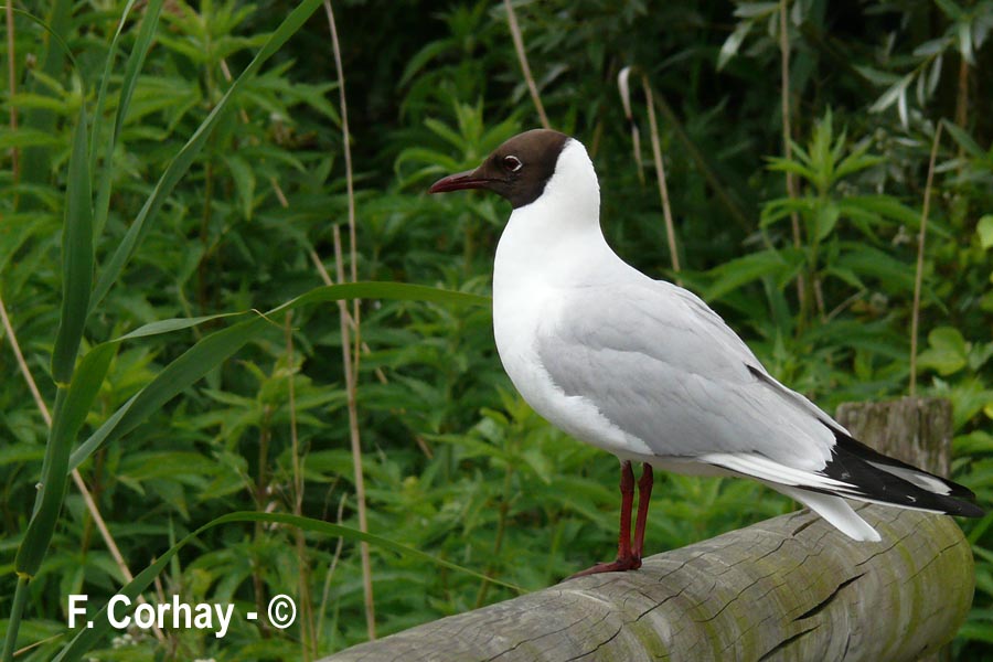 Chroicocephalus (Larus) ridibundus