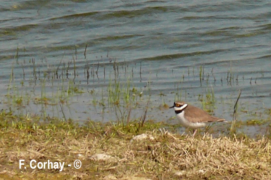 Charadrius dubius (petit gravelot)