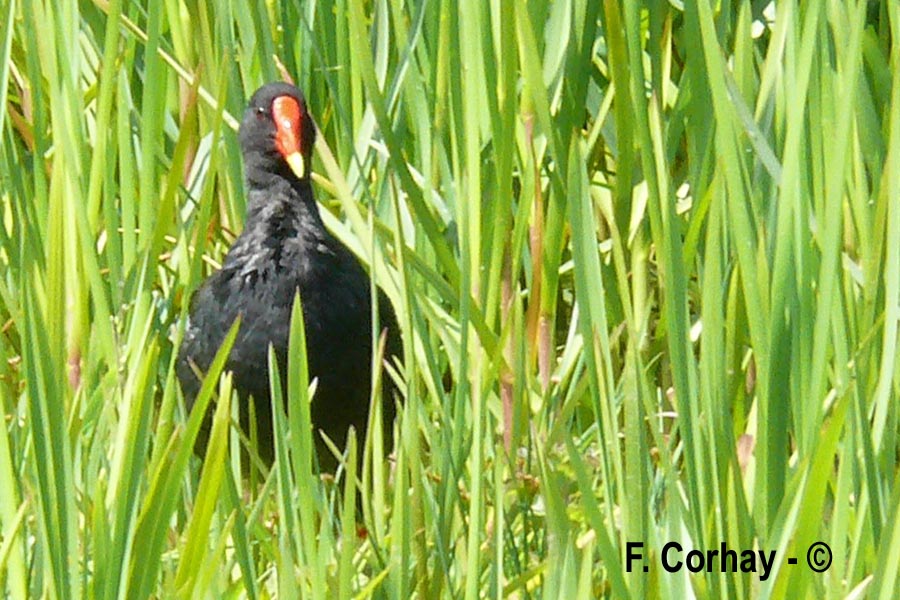 Gallinula chloropus