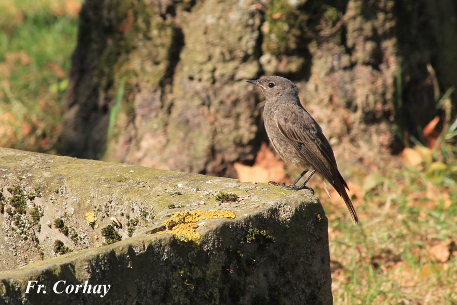 Phoenicurus ochruros (rougequeue noir)