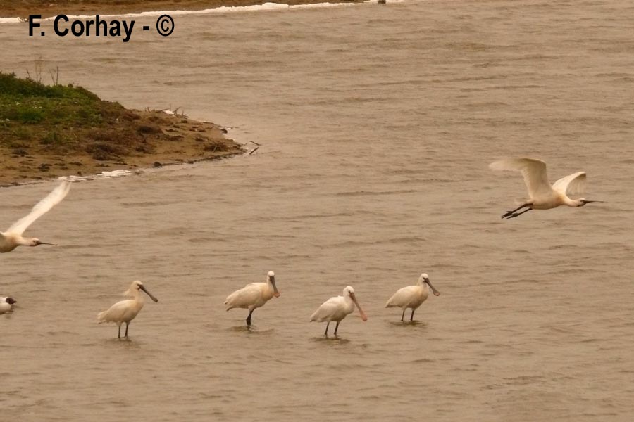 Platalea leucorodia