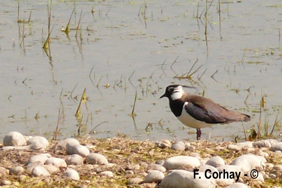 Vanellus vanellus