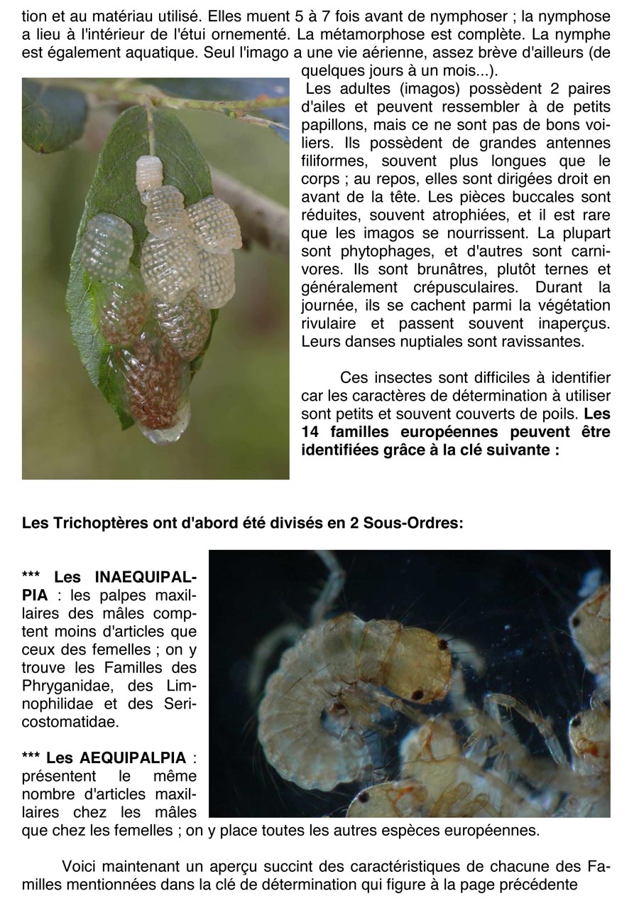 Entomologie : Tricoptères