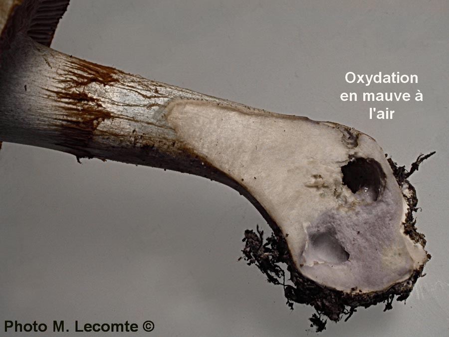 Cortinarius cyanobasalis
