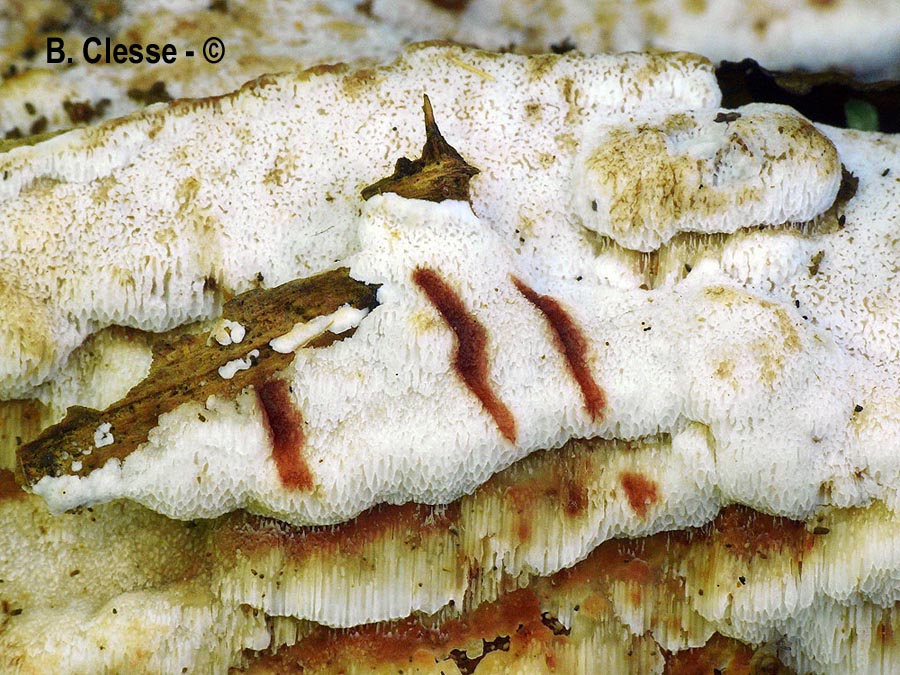 Meripilus sanguinolentus (Physisporinus sanguinolentus, Rigidoporus sanguinolentus)