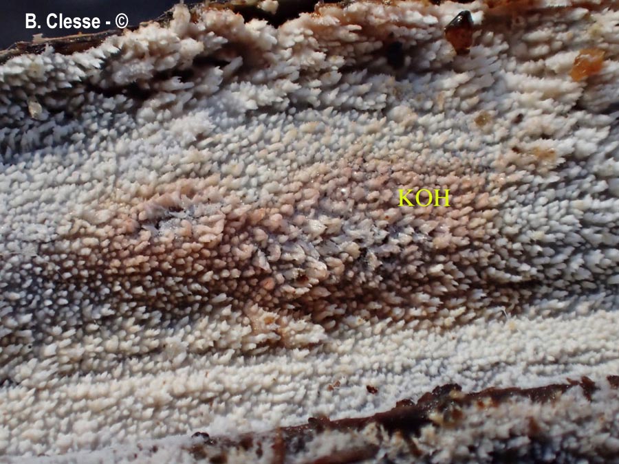 Fibrodontia gossypina (Hyphodontia gossypina)