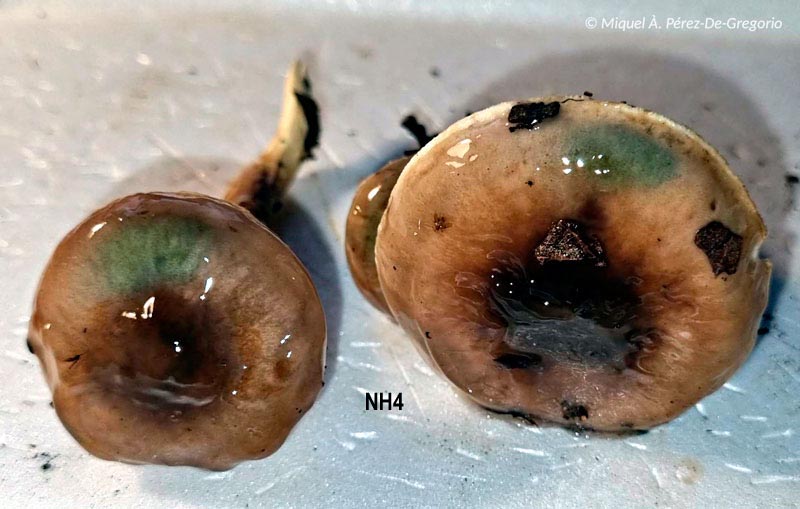 Hygrophorus glutinifer