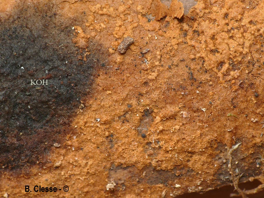 Hymenochaete cinnamomea