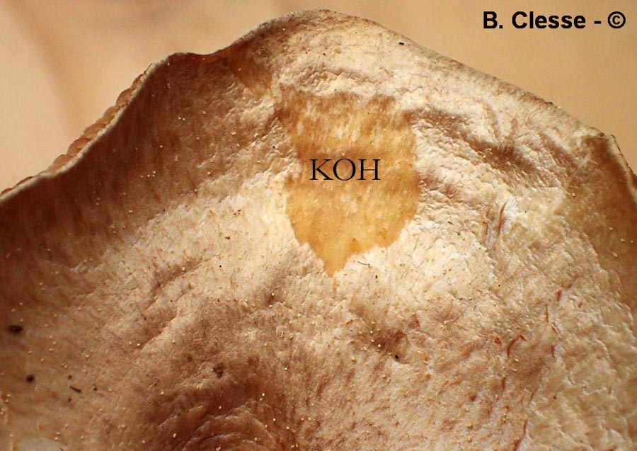 Infundibulicybe gibba