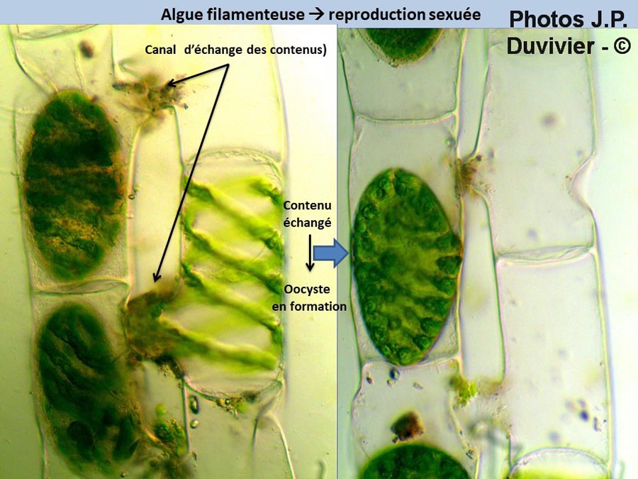Algue filamenteuse, reproduction