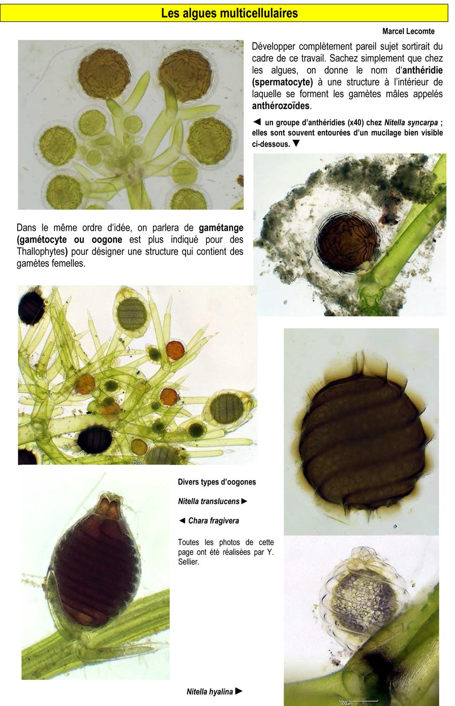 Les algues multicellulaires