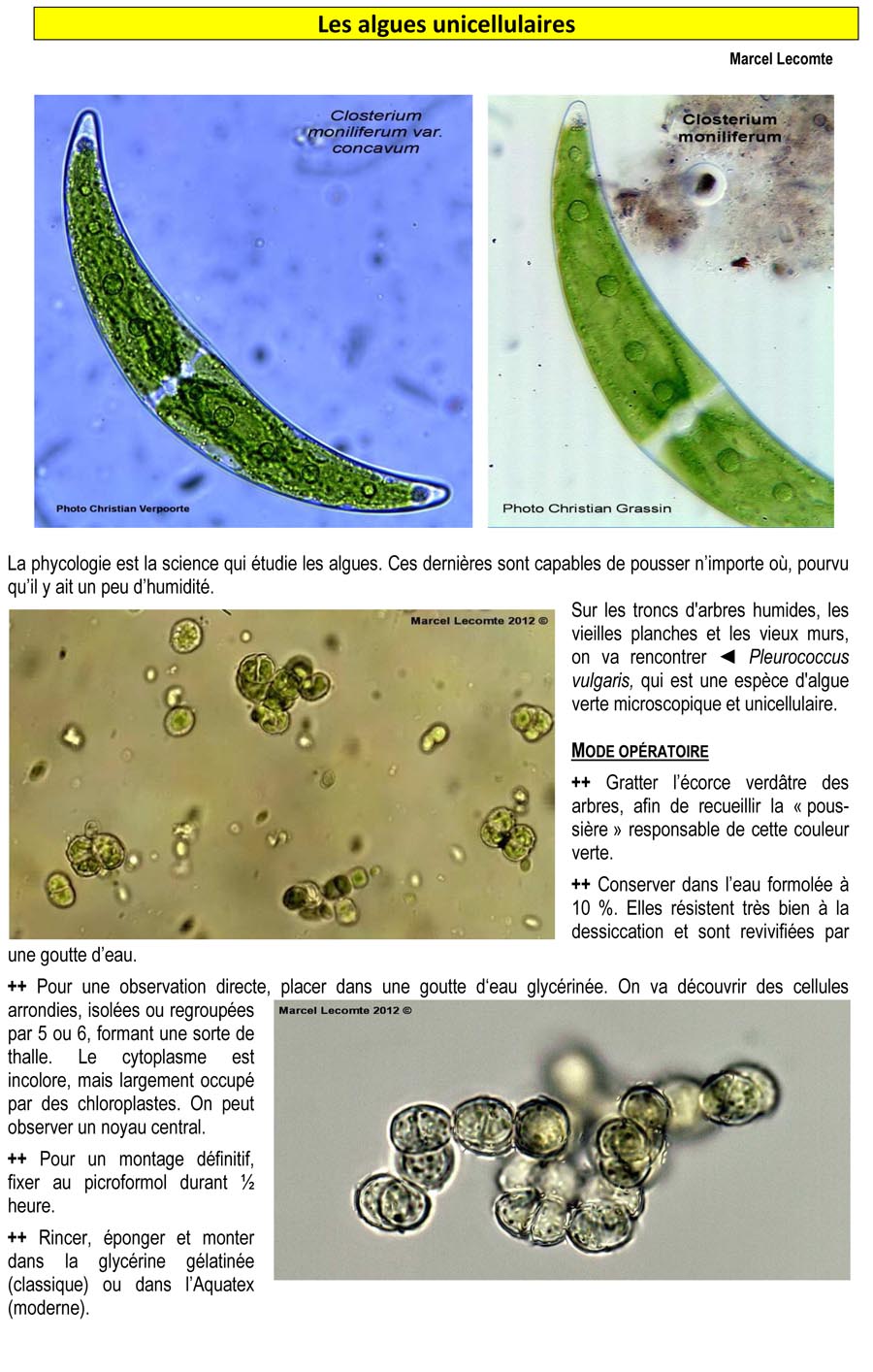 Les algues unicellulaires