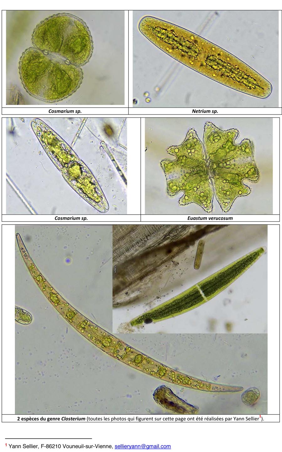 Les algues unicellulaires