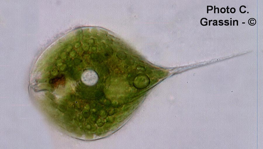 Euglena phacus