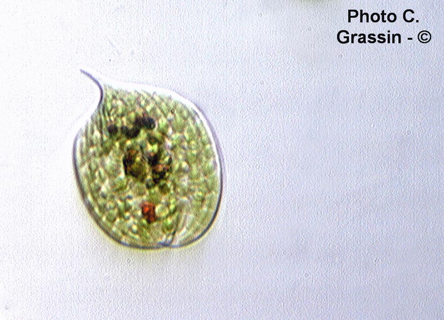 Phacus pleuronectes
