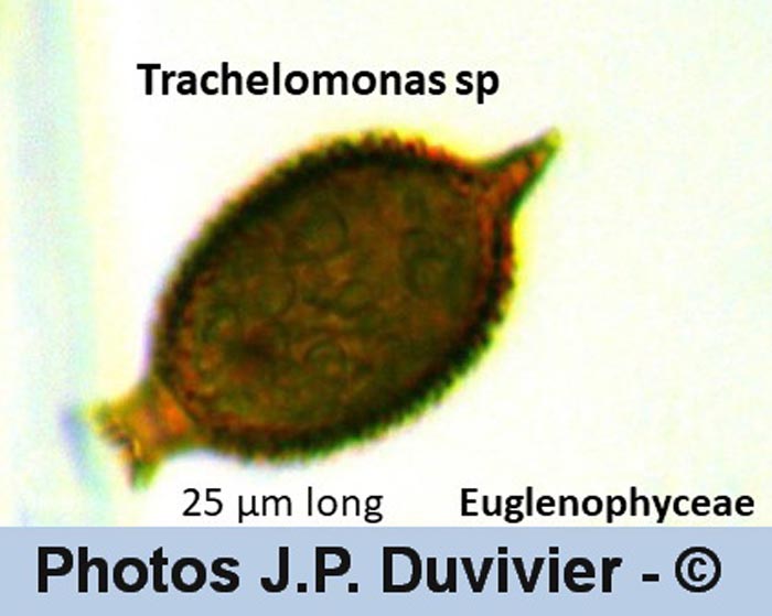 Trachelomonas sp.