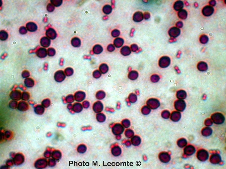 Bactéries monocoques (M. Lecomte)