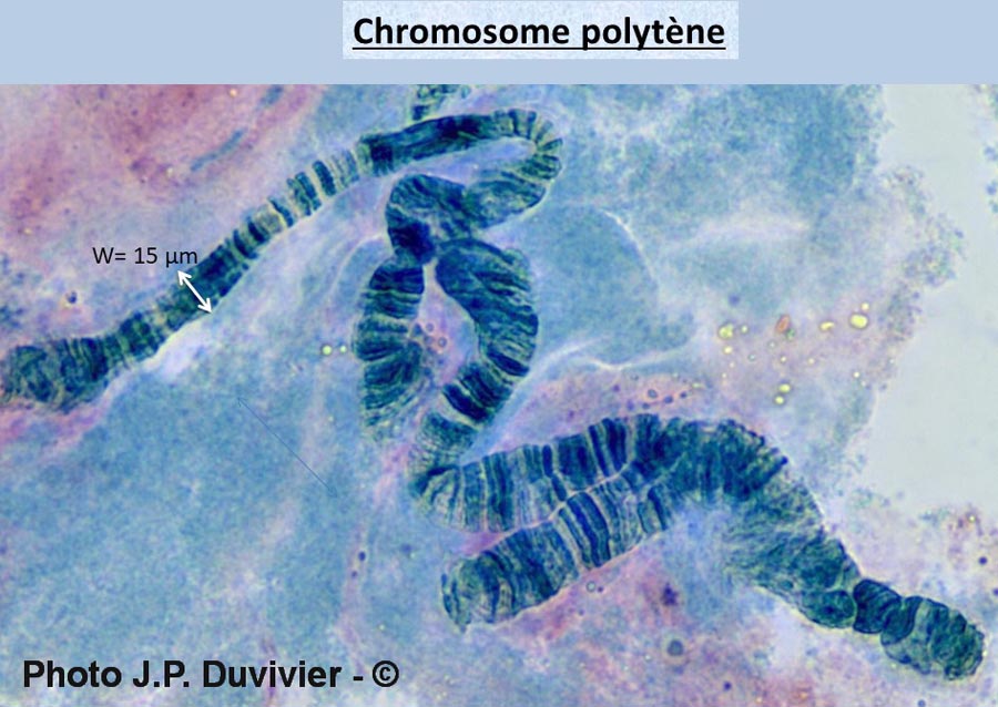 Chromosomes polytènes