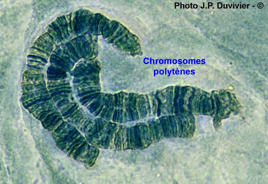 Chromosomes polytènes