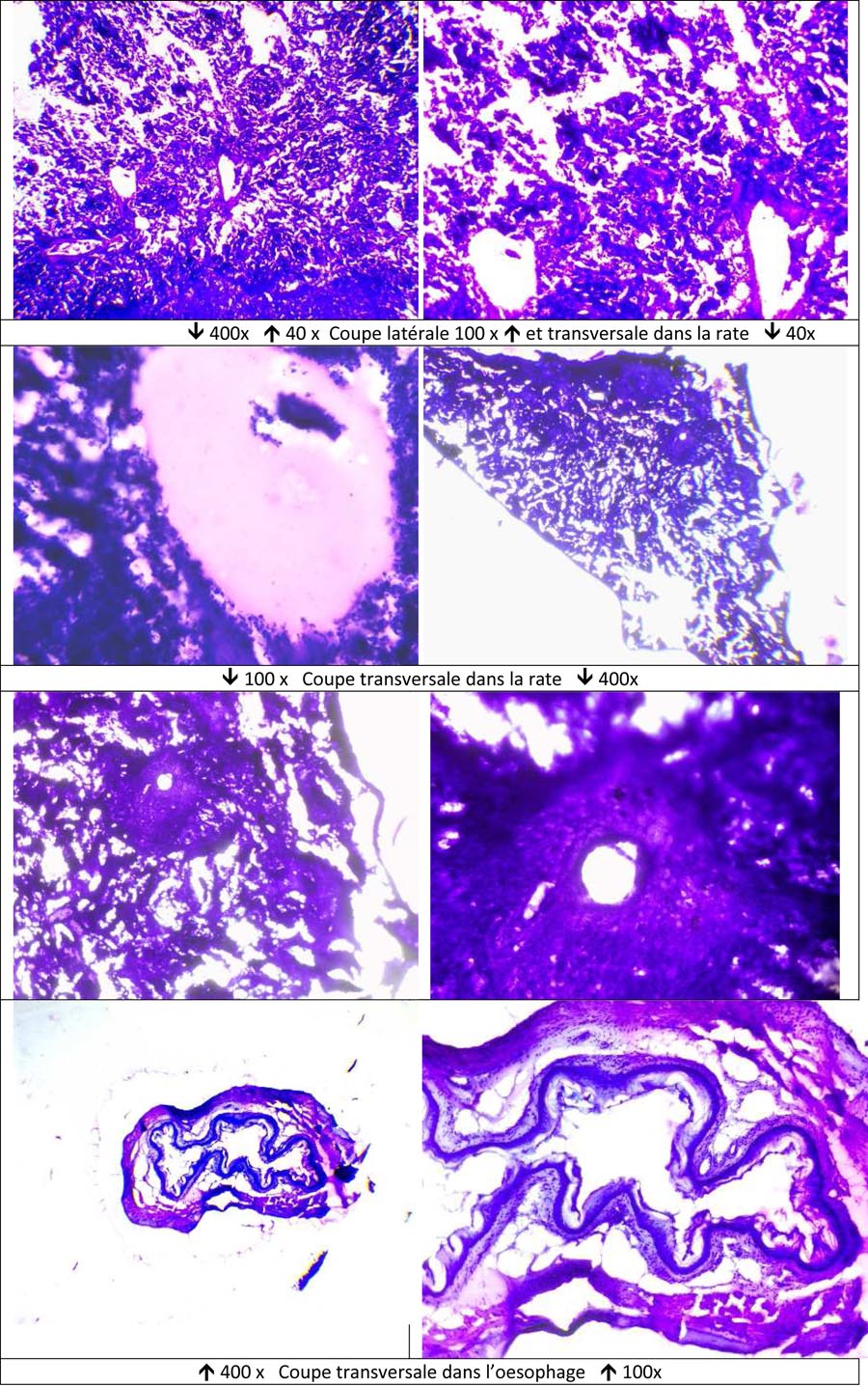 Travail d'étude histologique après pratique d’une inclusion à la paraffine, de coupes (au microtome à manivelle) et application d'une coloration sur les différents organes d’une souris