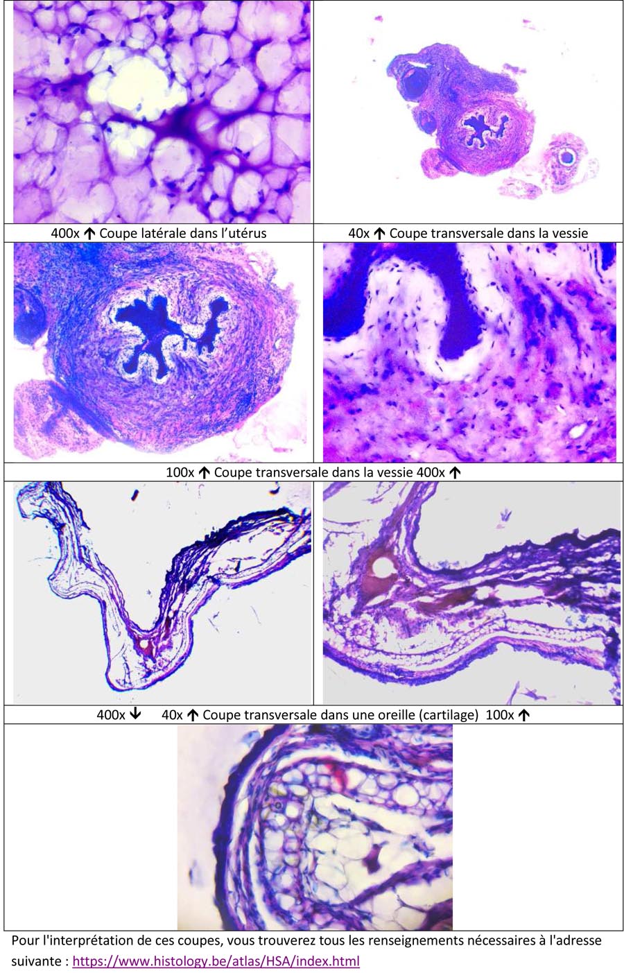 Travail d'étude histologique après pratique d’une inclusion à la paraffine, de coupes (au microtome à manivelle) et application d'une coloration sur les différents organes d’une souris