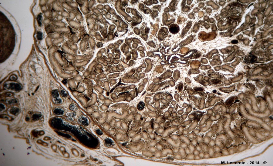 Coupe transversale dans un testicule de souris