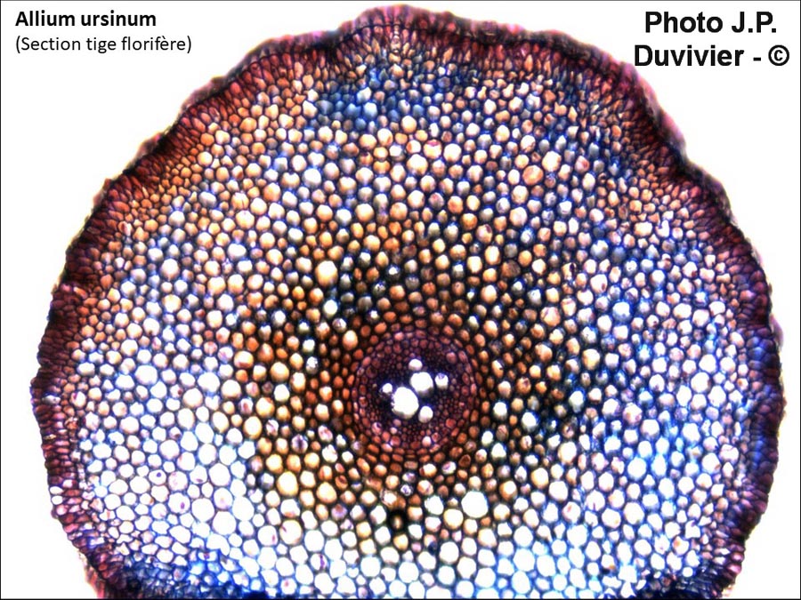Coupe dans le pédoncule de Allium ursinum