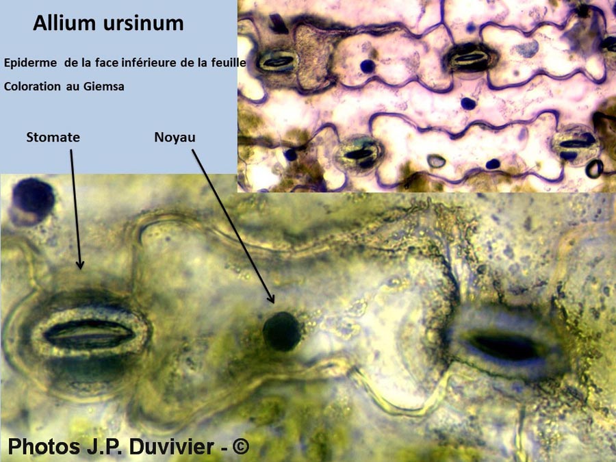 Stomate de Allium ursinum