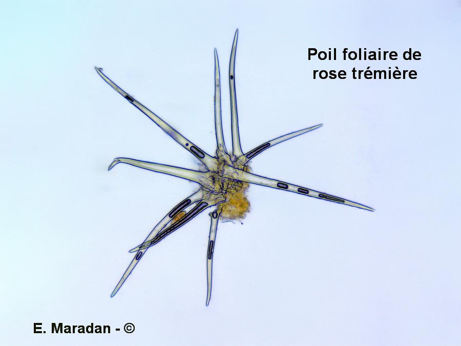 Poils sur la feuille de rose trémière