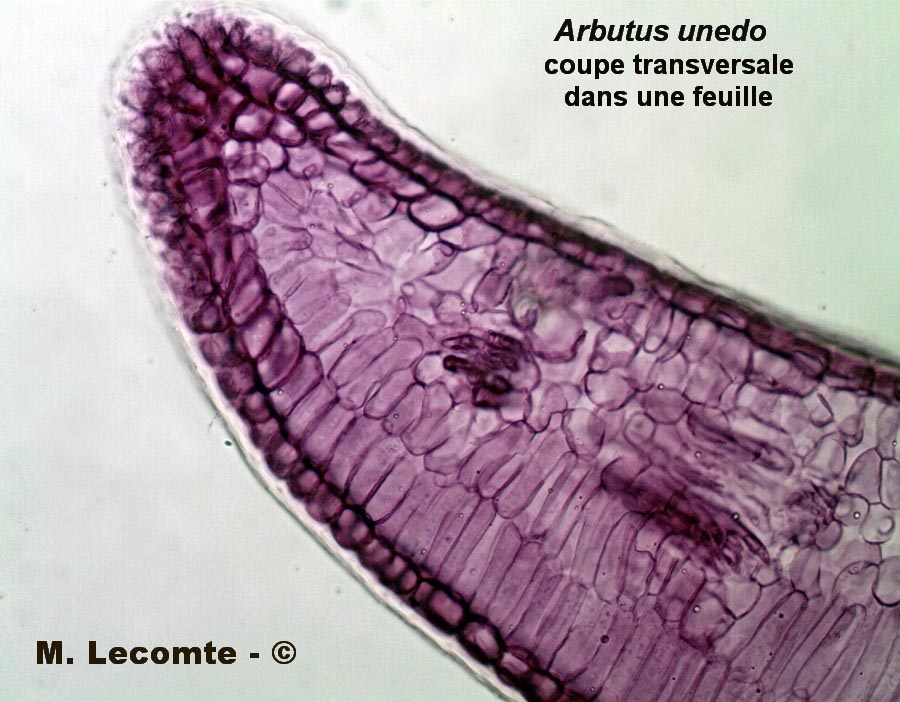 Arbutus unedo (arbousier)