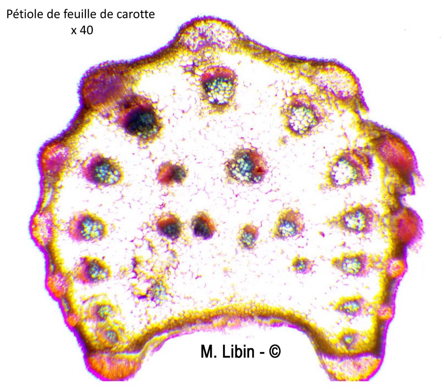 Coupe dans le pétiole de la carotte (Daucus carotta subsp. sativus)