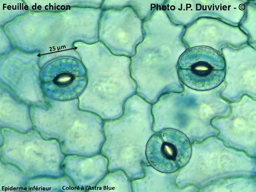 Chicon (Cichorium sp.) stomates