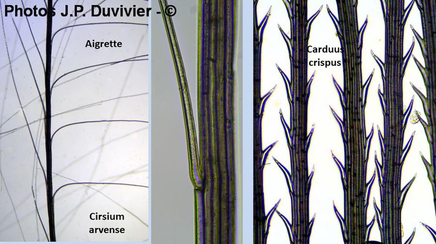 Comparaison Cirsium-Carduus