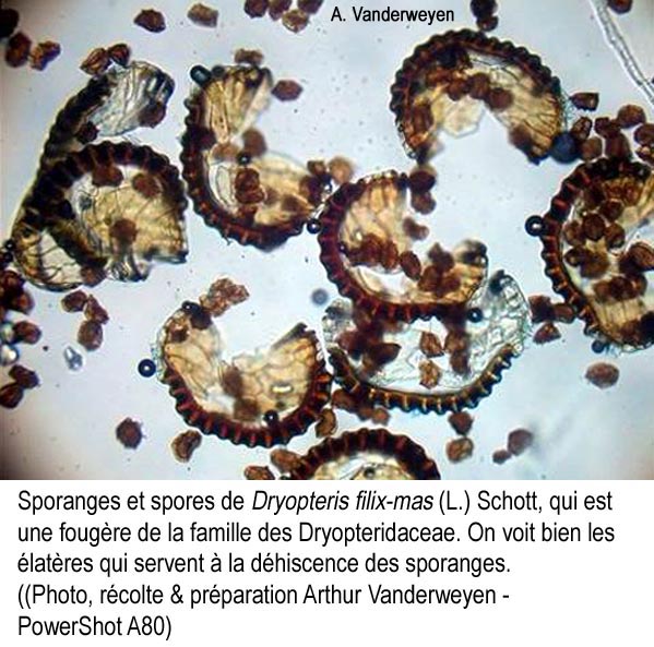 Dryopteris filix-mas : sporanges et spores