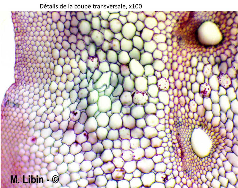 Equisetum sp.